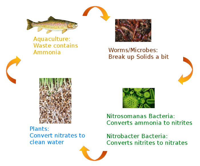 Aquaponics System — Learn about Aquaponics Systems