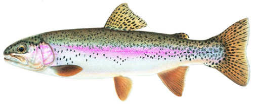 Rainbow Trout Species