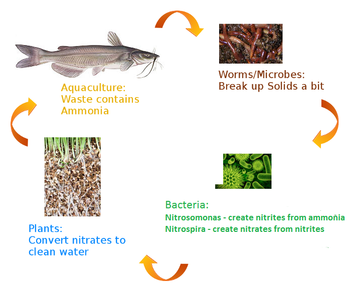 Pest control must be done using companion planting, natural enzymes 